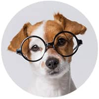 the wow studio dog wearing glasses looking at you